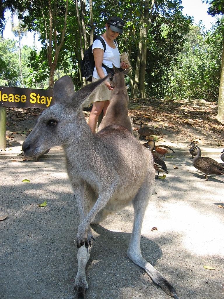 249 Wildlife Habitat Port Douglas.jpg
